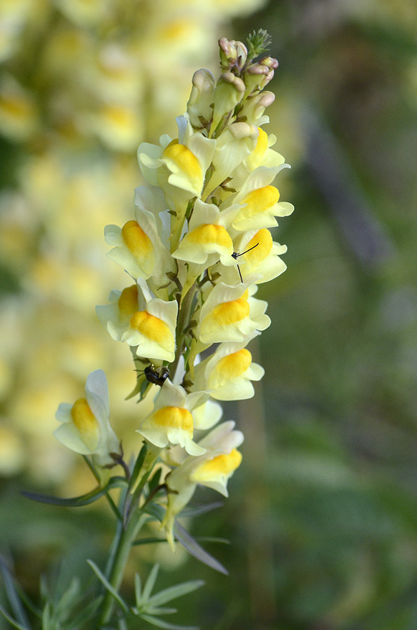 Linaria vulgaris